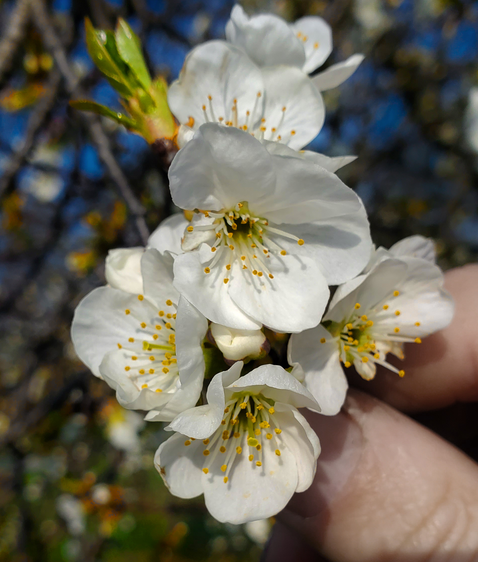 Tart cherry cluster.